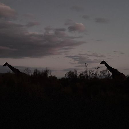 Wildehondekloof Game Lodge Matjiesrivier (Garden Route) Exterior foto