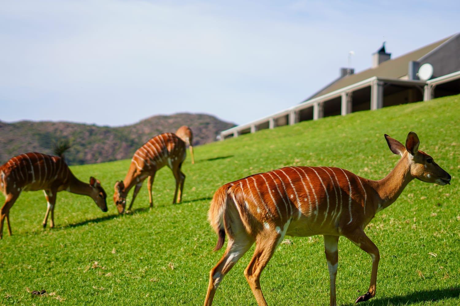 Wildehondekloof Game Lodge Matjiesrivier (Garden Route) Exterior foto