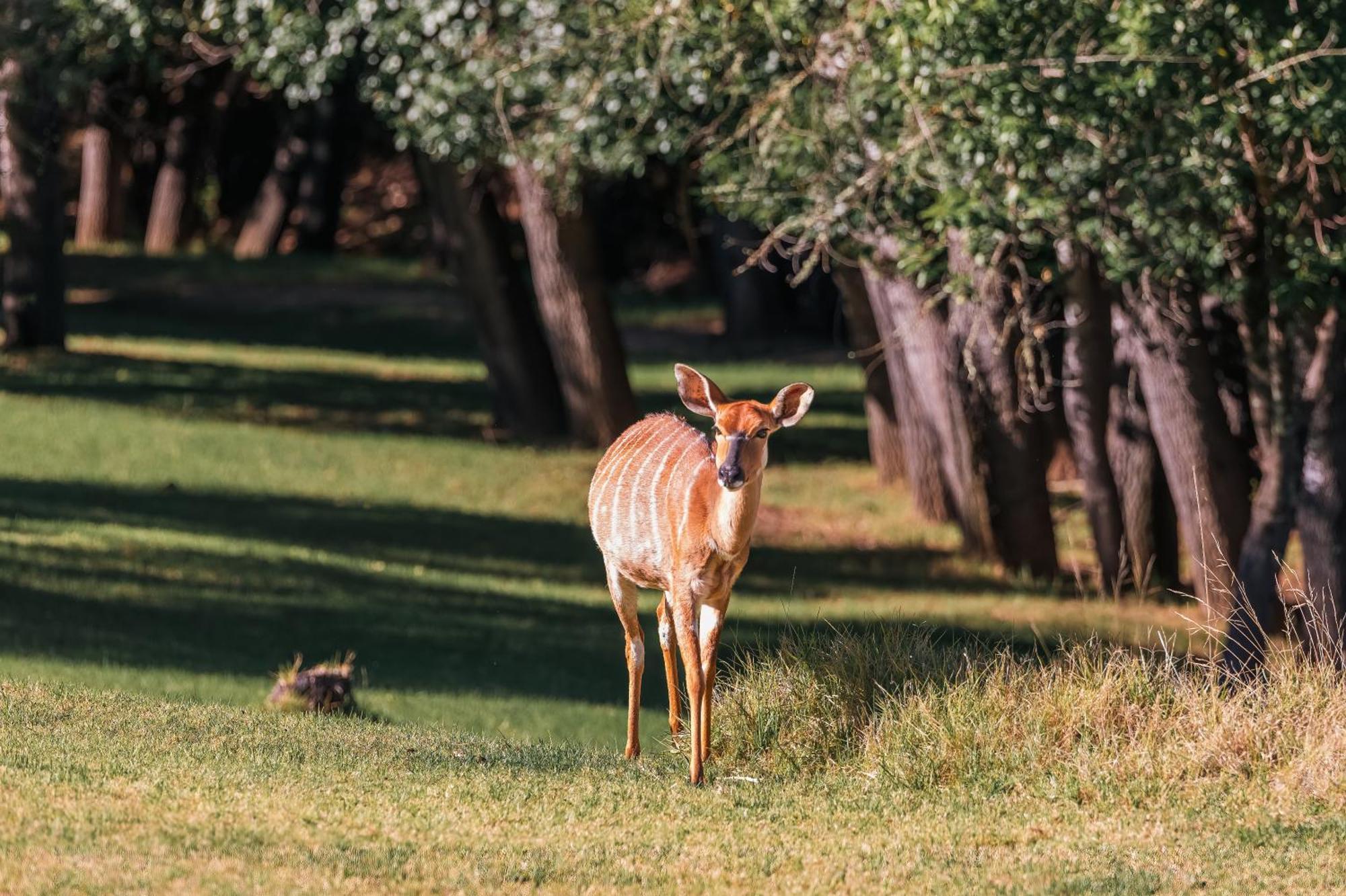 Wildehondekloof Game Lodge Matjiesrivier (Garden Route) Exterior foto