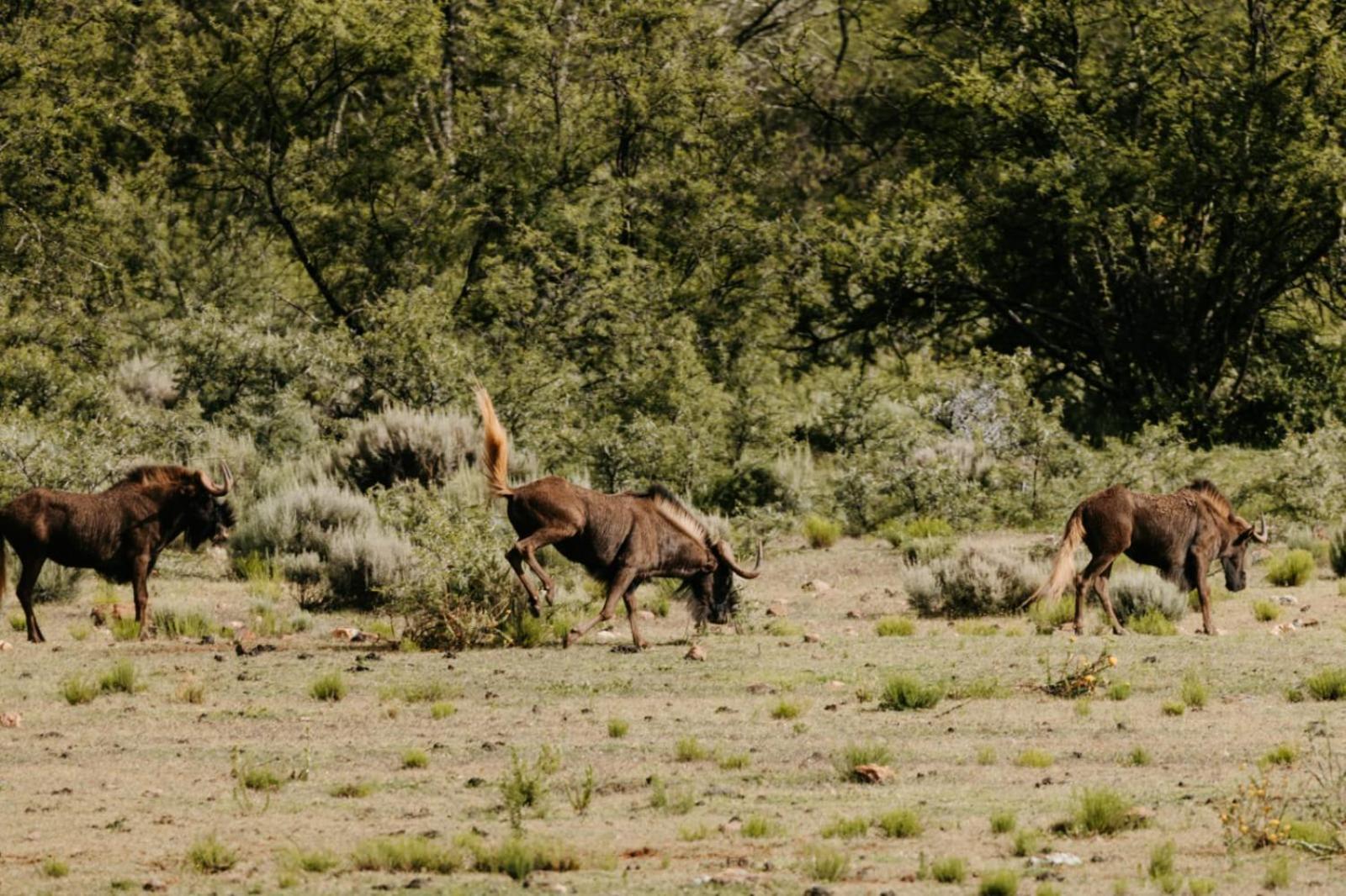 Wildehondekloof Game Lodge Matjiesrivier (Garden Route) Exterior foto