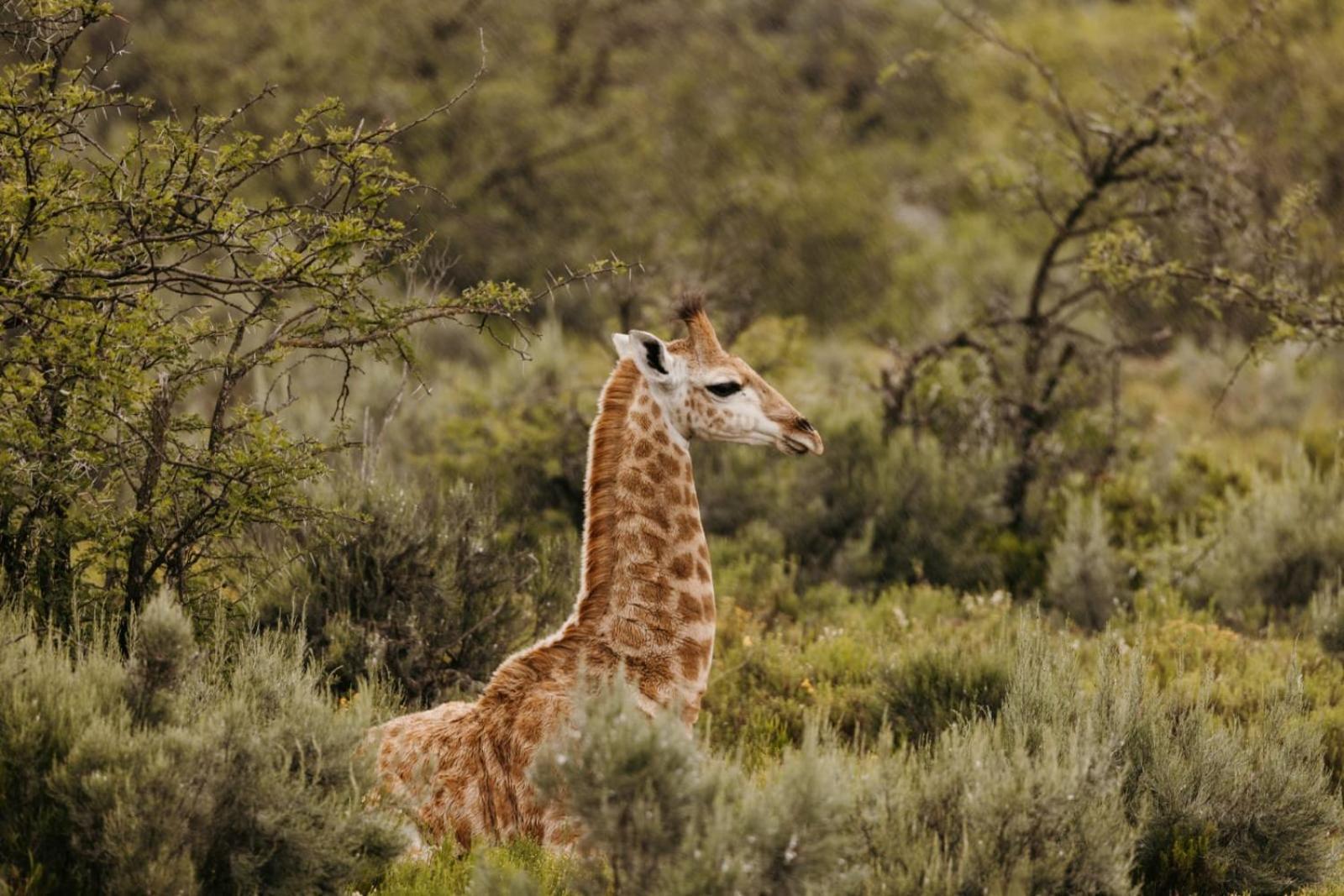 Wildehondekloof Game Lodge Matjiesrivier (Garden Route) Exterior foto