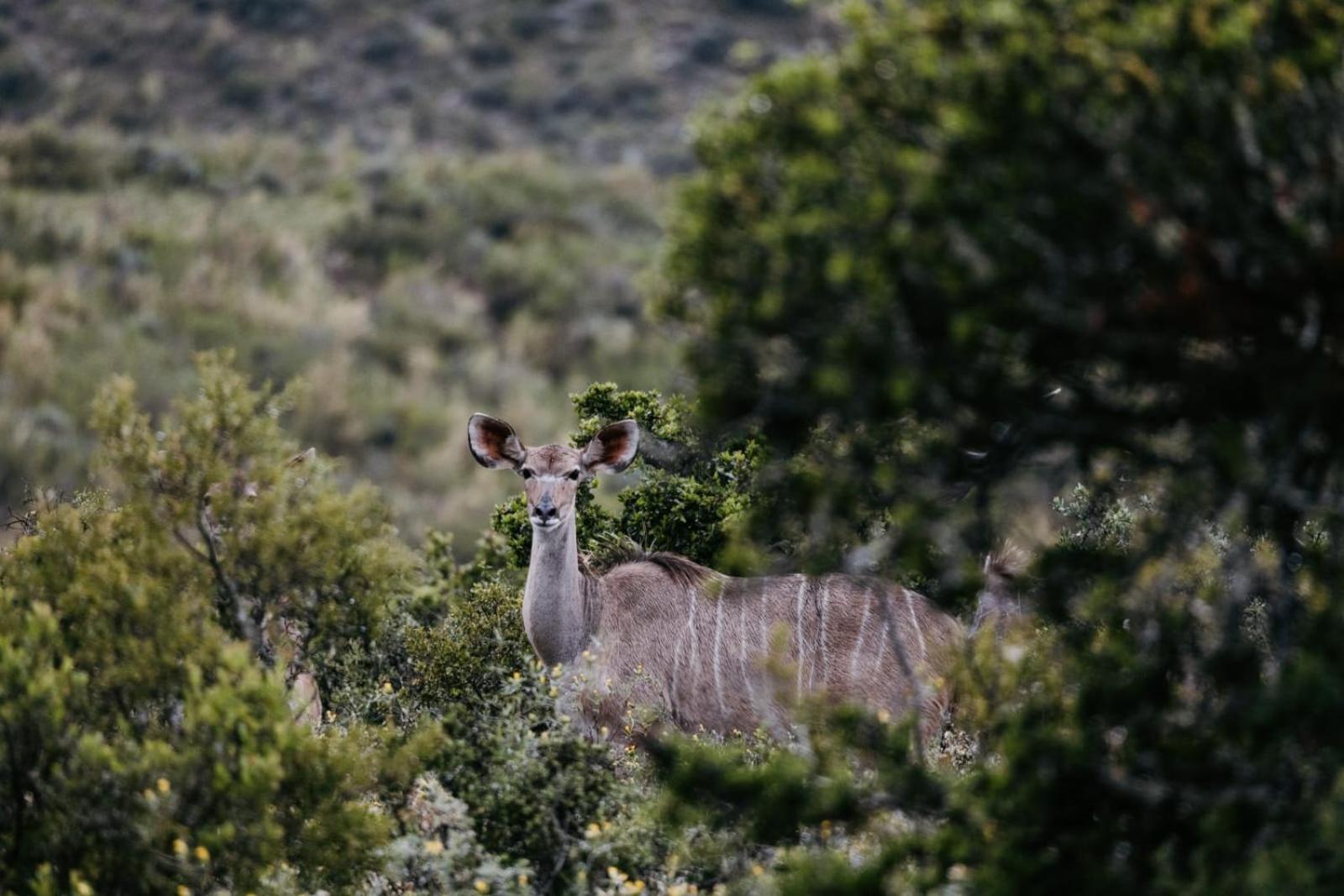Wildehondekloof Game Lodge Matjiesrivier (Garden Route) Exterior foto