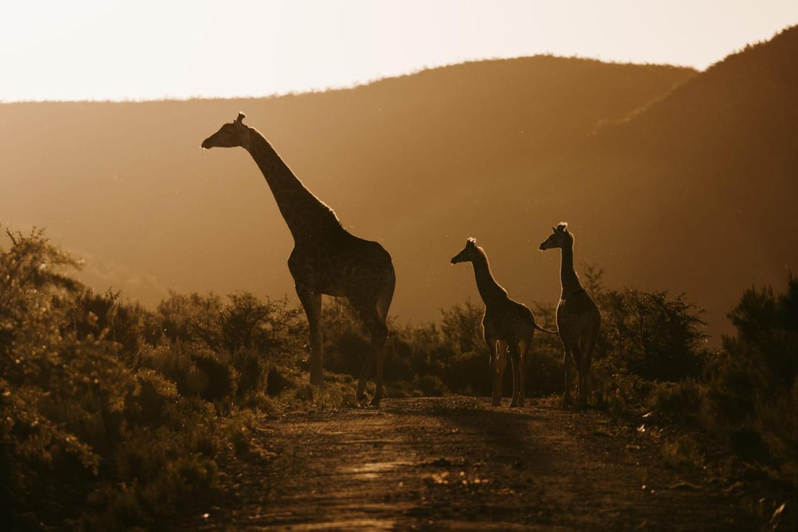 Wildehondekloof Game Lodge Matjiesrivier (Garden Route) Exterior foto