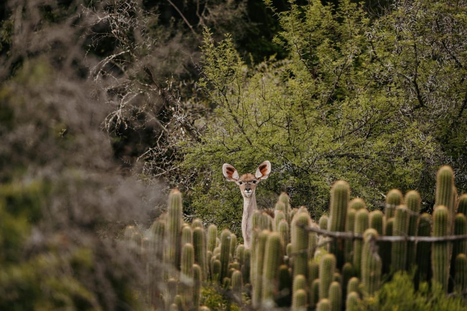 Wildehondekloof Game Lodge Matjiesrivier (Garden Route) Exterior foto