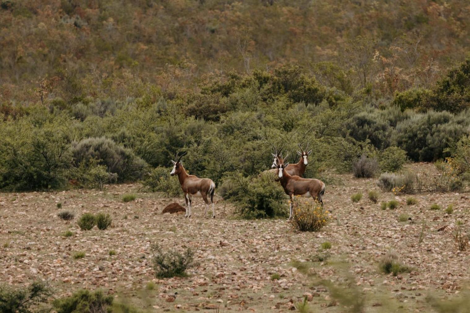 Wildehondekloof Game Lodge Matjiesrivier (Garden Route) Exterior foto