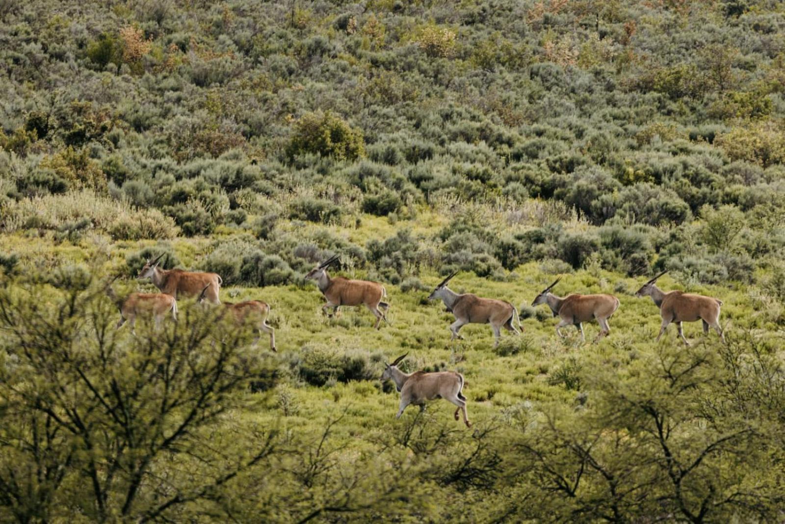 Wildehondekloof Game Lodge Matjiesrivier (Garden Route) Exterior foto