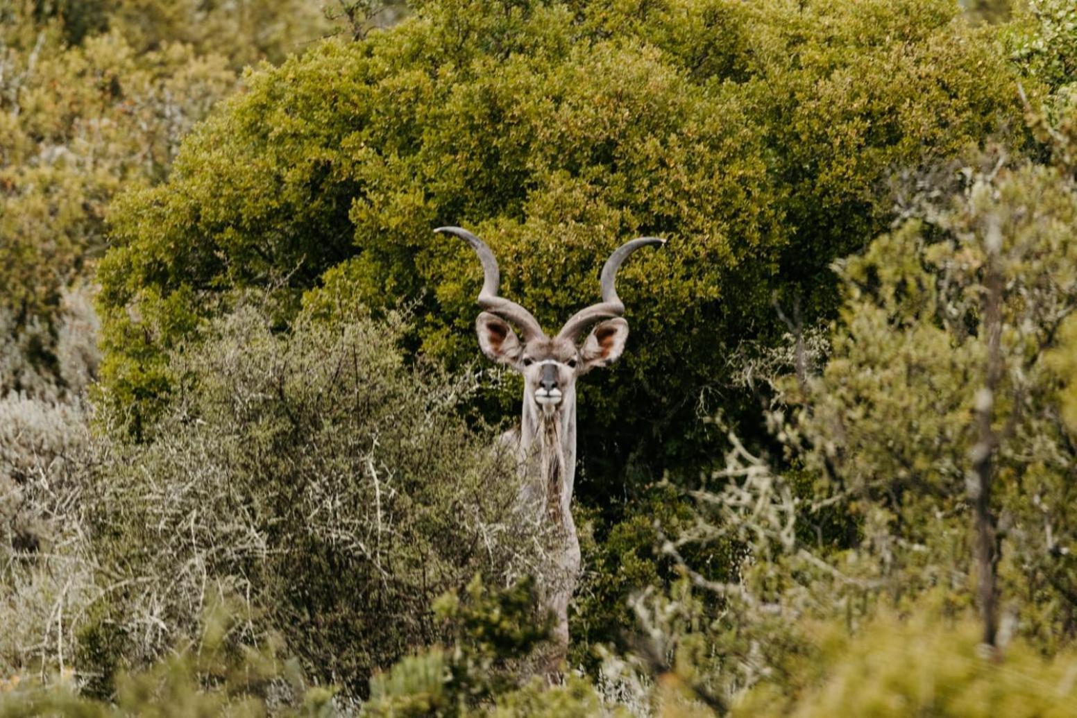 Wildehondekloof Game Lodge Matjiesrivier (Garden Route) Exterior foto