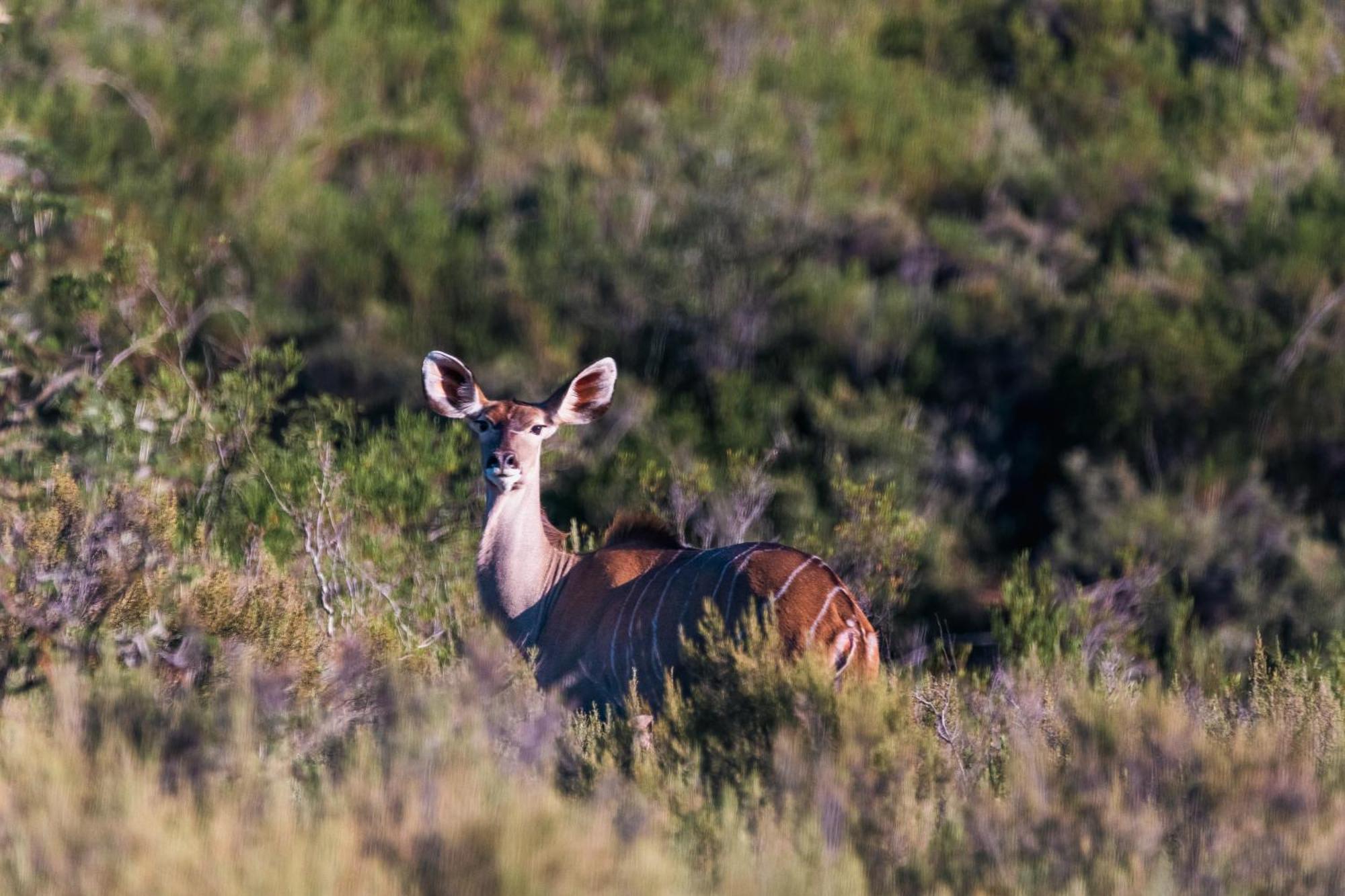Wildehondekloof Game Lodge Matjiesrivier (Garden Route) Exterior foto