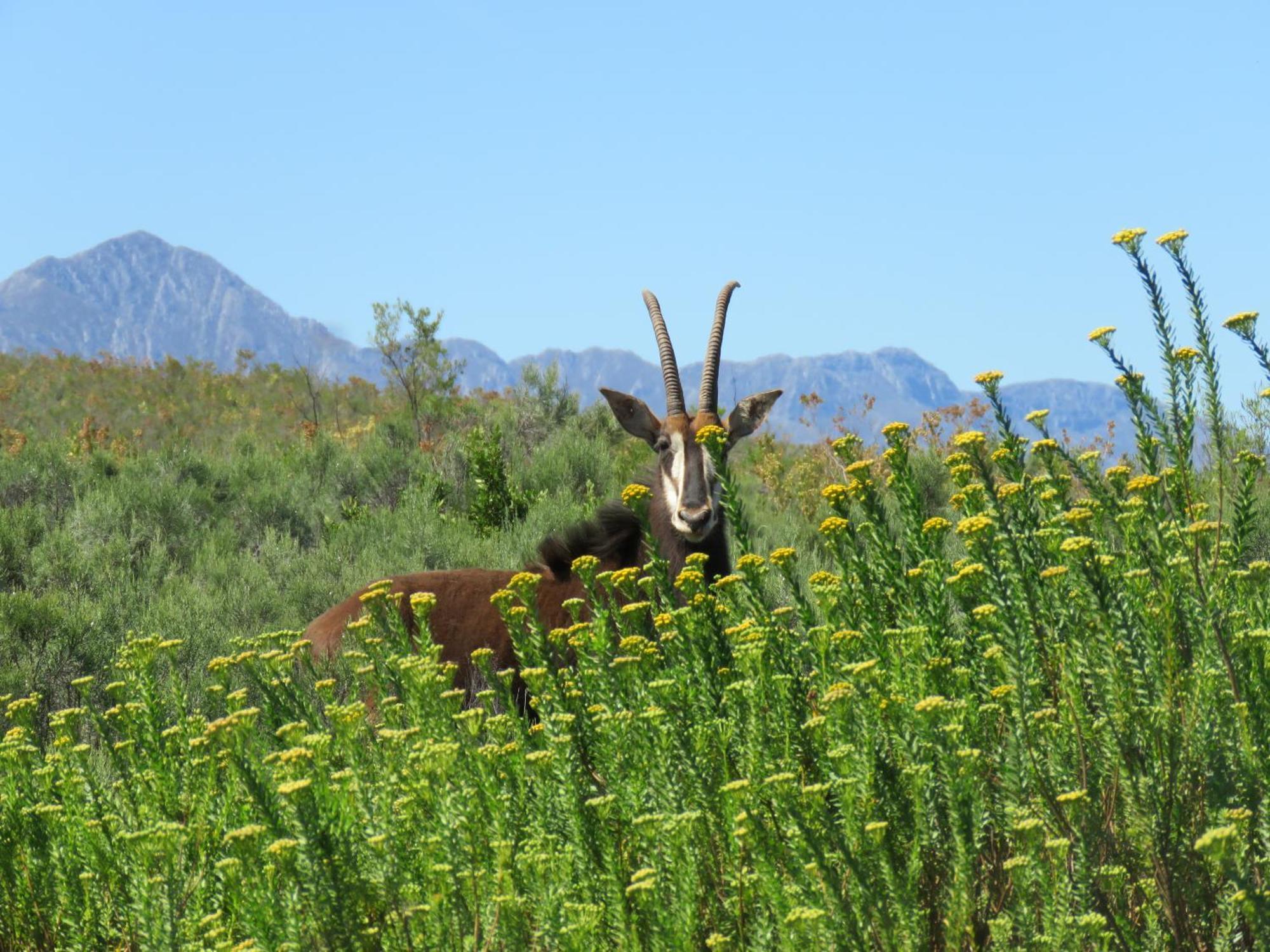 Wildehondekloof Game Lodge Matjiesrivier (Garden Route) Exterior foto