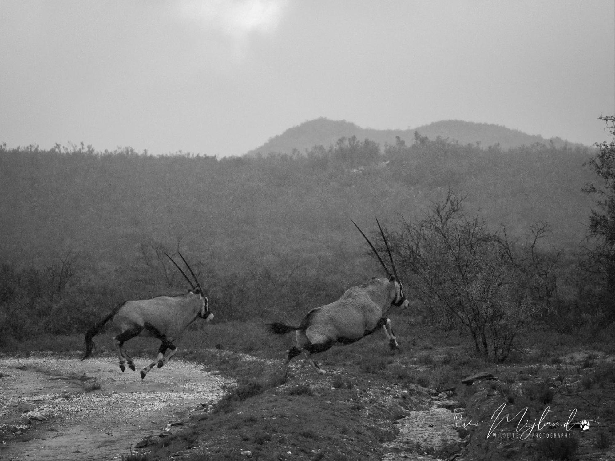 Wildehondekloof Game Lodge Matjiesrivier (Garden Route) Exterior foto