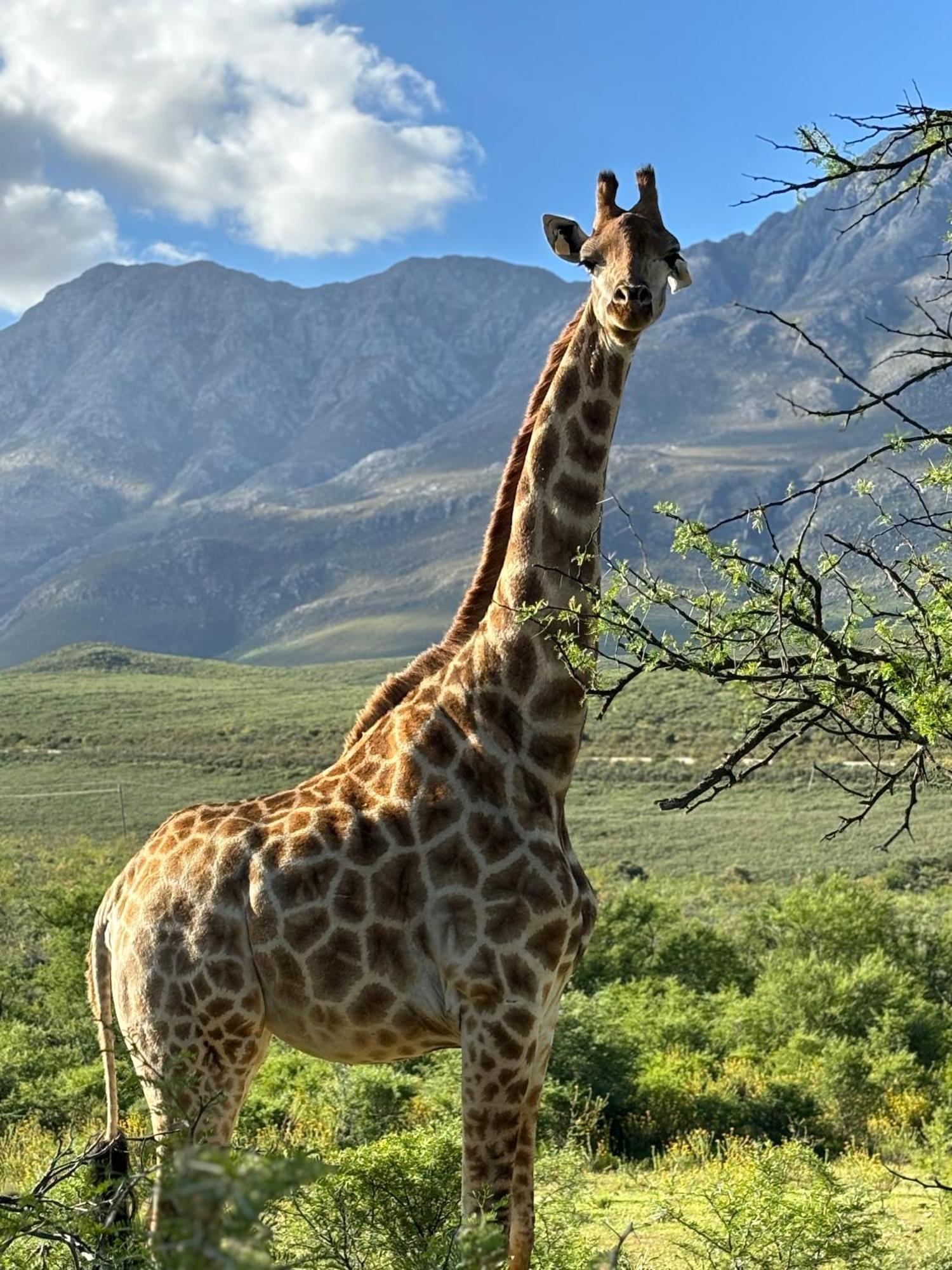 Wildehondekloof Game Lodge Matjiesrivier (Garden Route) Exterior foto