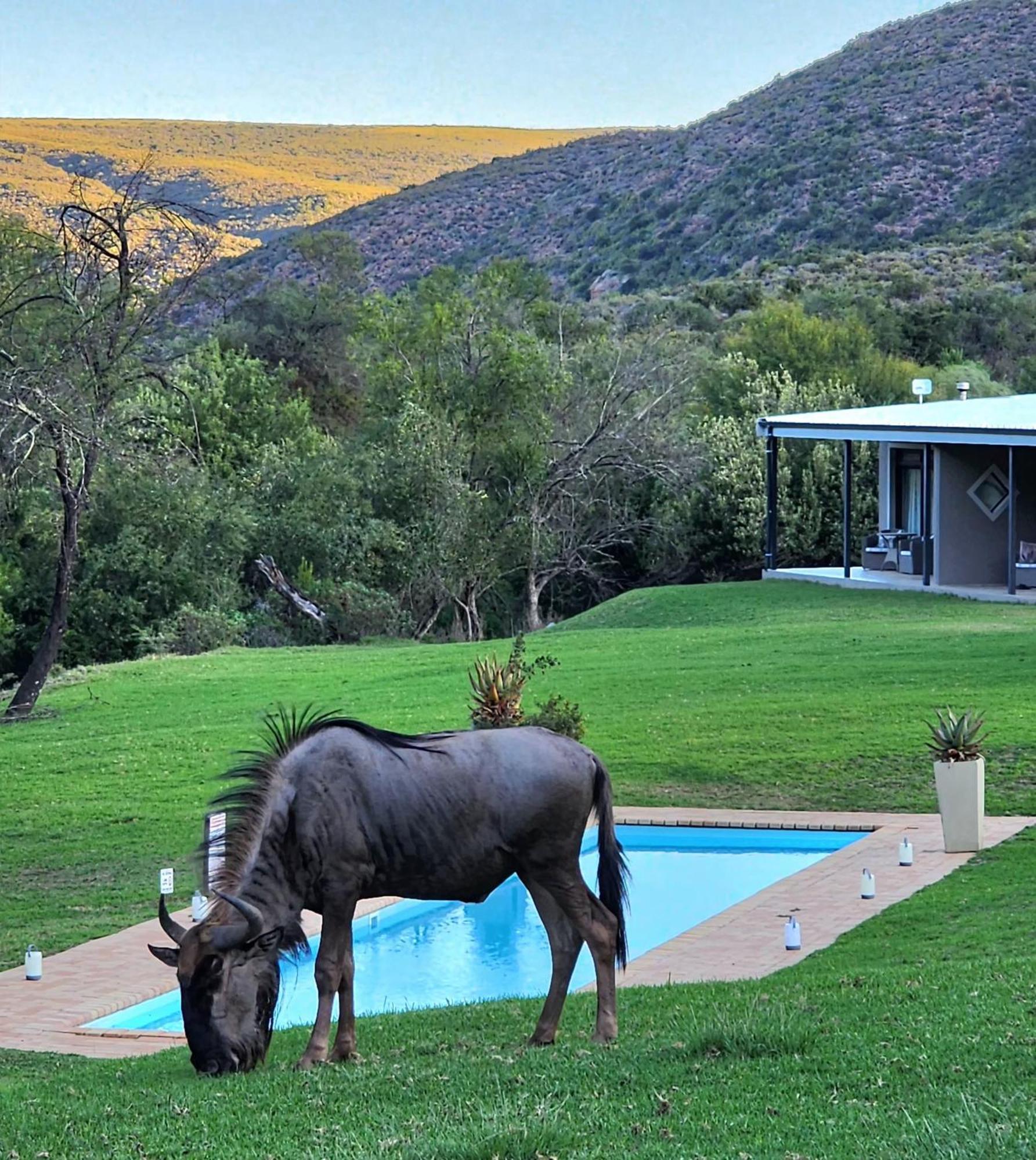 Wildehondekloof Game Lodge Matjiesrivier (Garden Route) Exterior foto