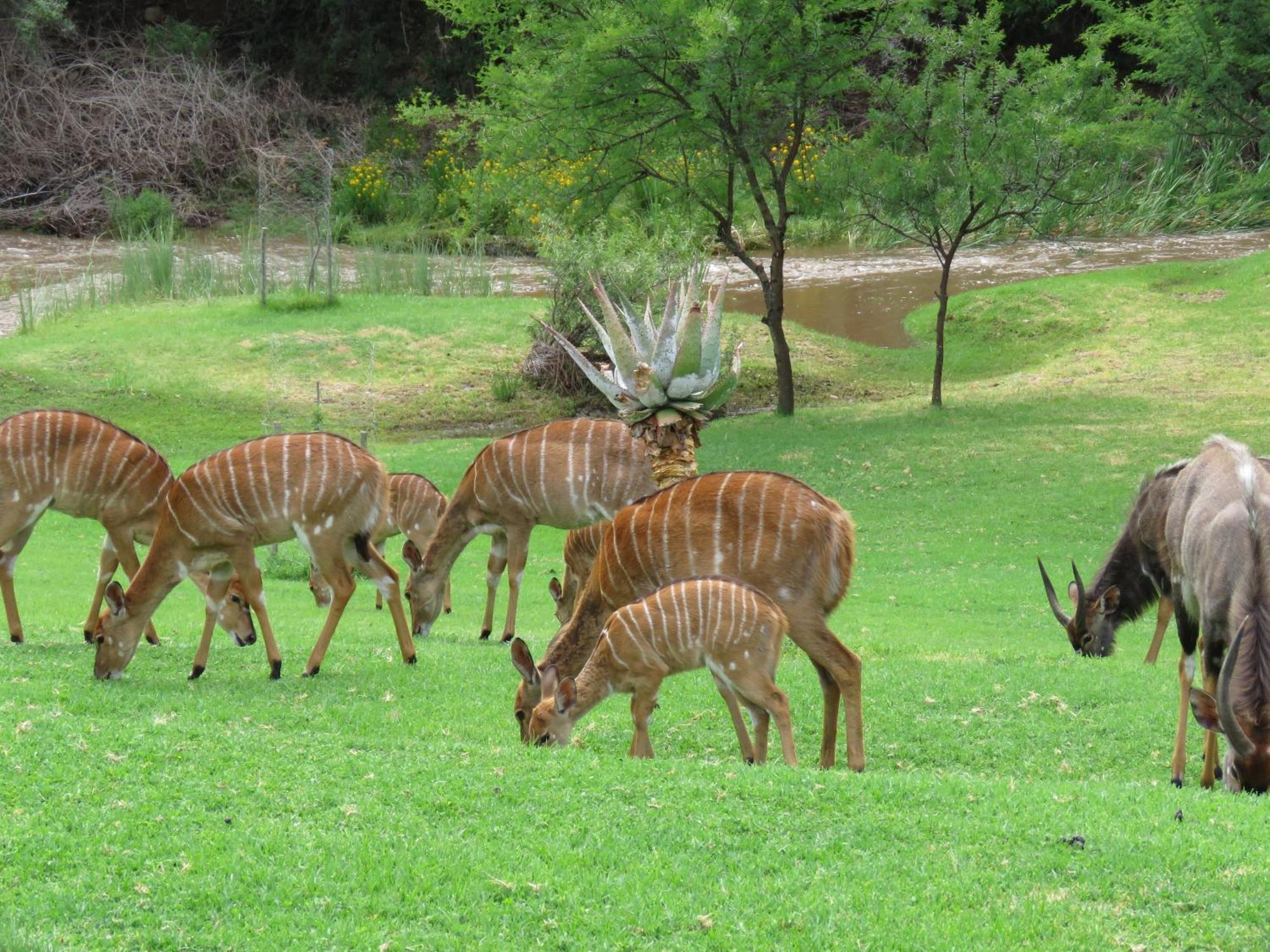 Wildehondekloof Game Lodge Matjiesrivier (Garden Route) Exterior foto